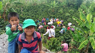 【火山が育んだ奇跡の甘み】コロンビア カウカ SUP ～母なる大地と多様性のブレンド～