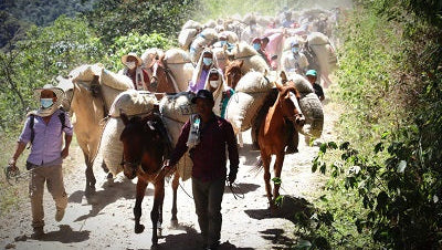 【火山が育んだ奇跡の甘み】コロンビア カウカ SUP ～母なる大地と多様性のブレンド～
