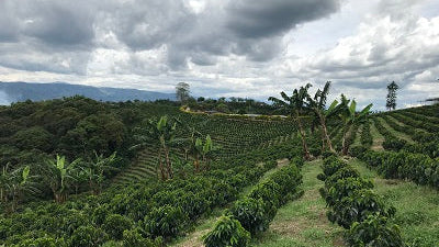 【火山が育んだ奇跡の甘み】コロンビア カウカ SUP ～母なる大地と多様性のブレンド～