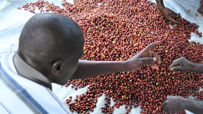 ルワンダ コプロカWS ナチュラル