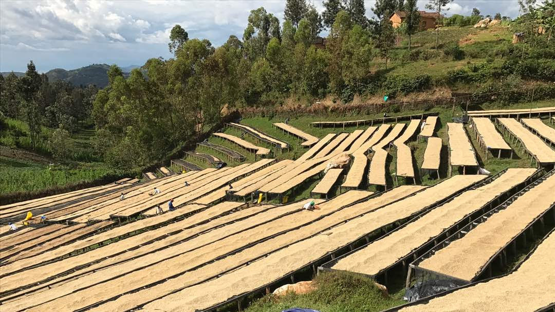 ルワンダ コプロカWS ナチュラル