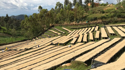 ルワンダ コプロカWS ナチュラル